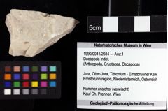 Foto (Objket + Etiketten) von Decapoda indet. 